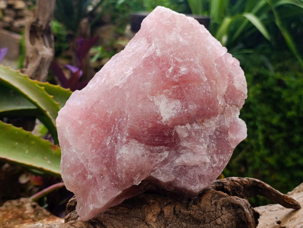 Natural Cobbed Rose Quartz Specimens x 3 From Northern Cape, South Africa