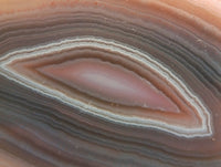 Polished on One Side Red Shashe River Agate Nodules x 6 From Shashe River, Zimbabwe