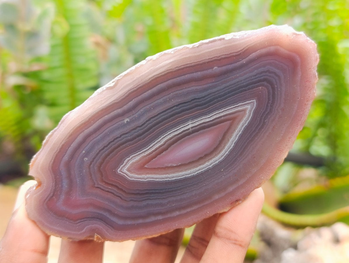 Polished on One Side Red Shashe River Agate Nodules x 6 From Shashe River, Zimbabwe
