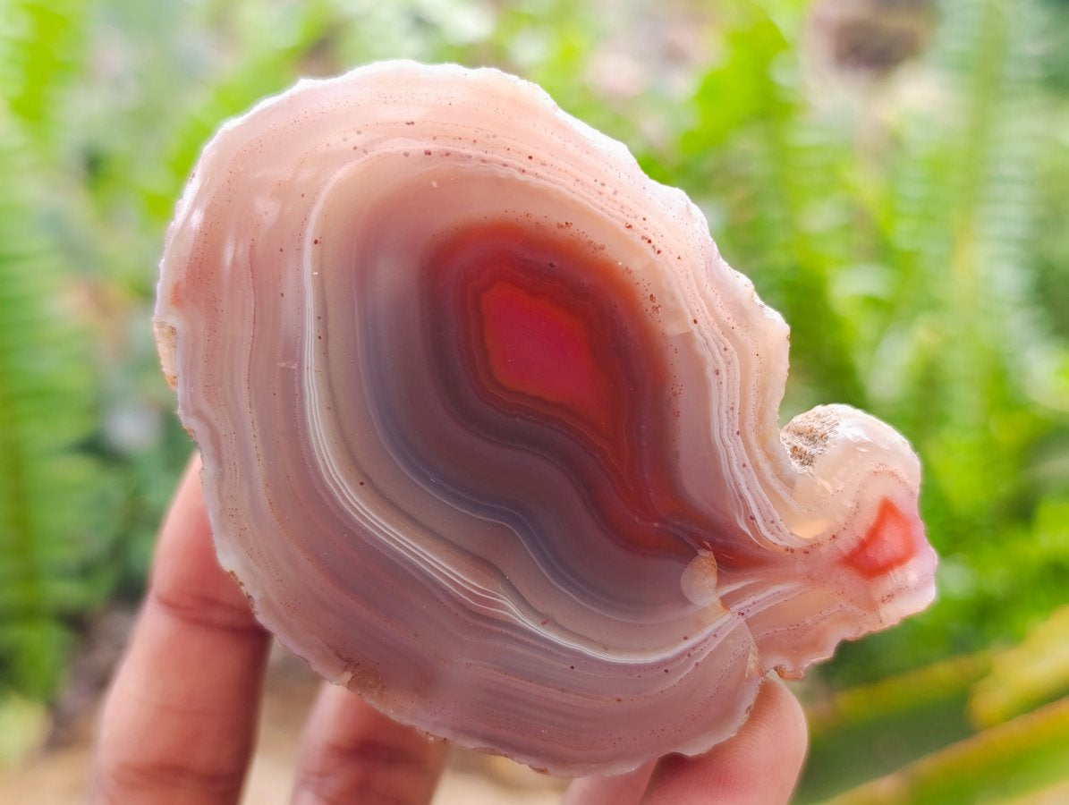 Polished on One Side Red Shashe River Agate Nodules x 6 From Shashe River, Zimbabwe