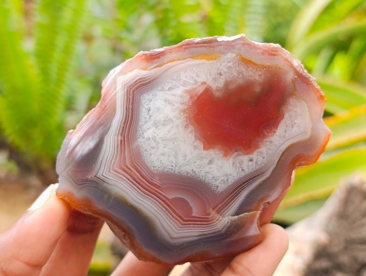 Polished on One Side Red Shashe River Agate Nodules x 6 From Shashe River, Zimbabwe