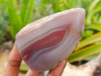 Polished on One Side Red Shashe River Agate Nodules x 6 From Shashe River, Zimbabwe