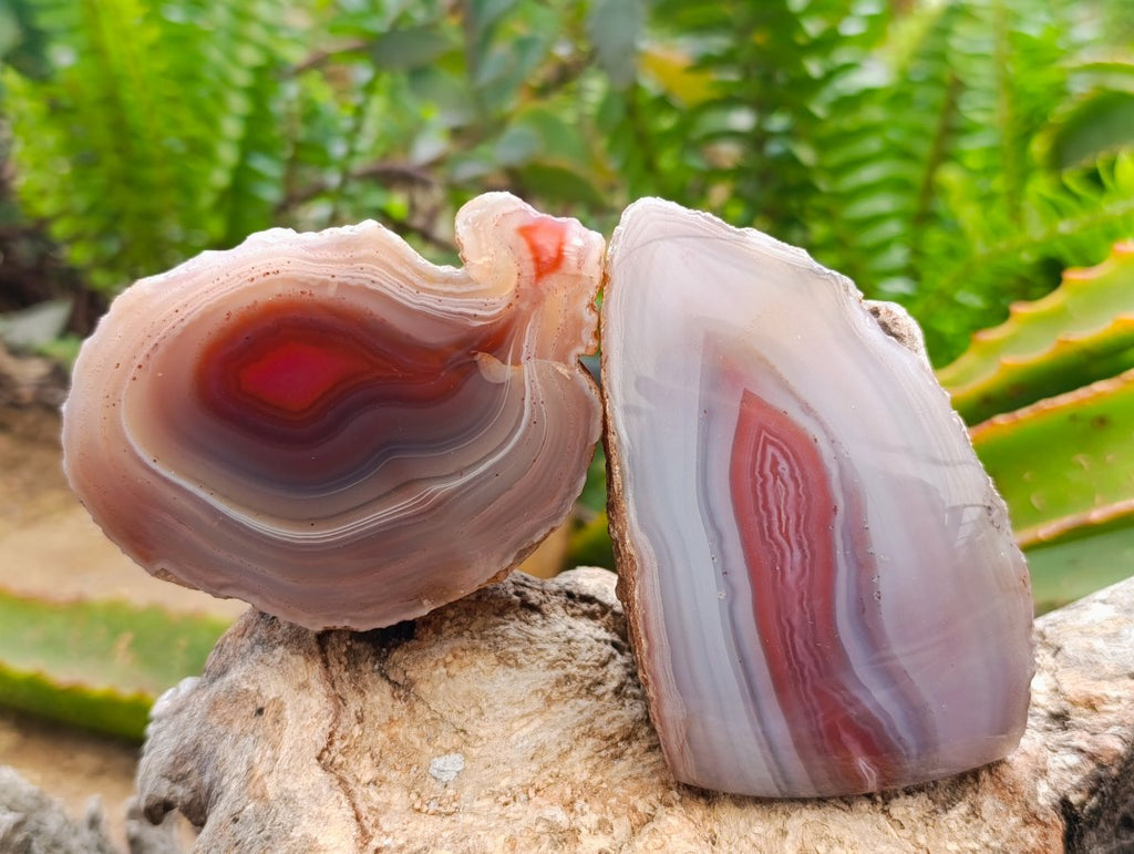 Polished on One Side Red Shashe River Agate Nodules x 6 From Shashe River, Zimbabwe