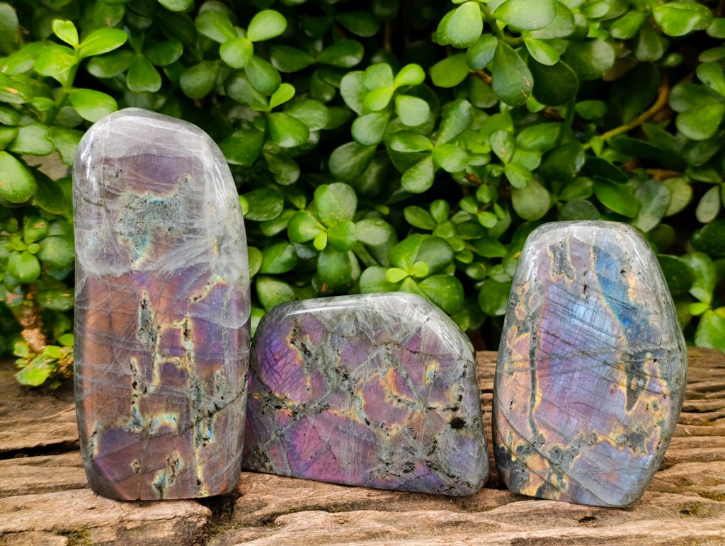 Polished Rare Purple Sunset Flash Labradorite Standing Free Forms x 3 From Madagascar
