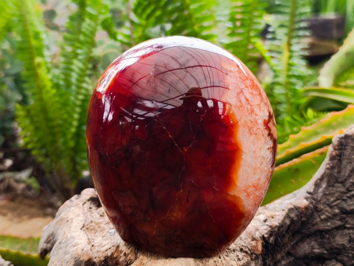 Polished Carnelian Agate Gemstone Standing Free Forms x 1 From Madagascar