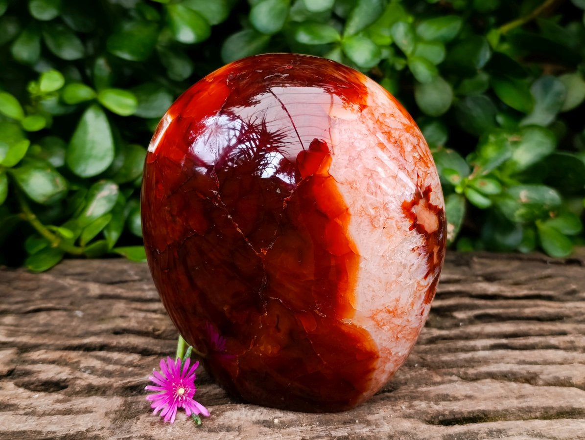 Polished Carnelian Agate Gemstone Standing Free Forms x 1 From Madagascar