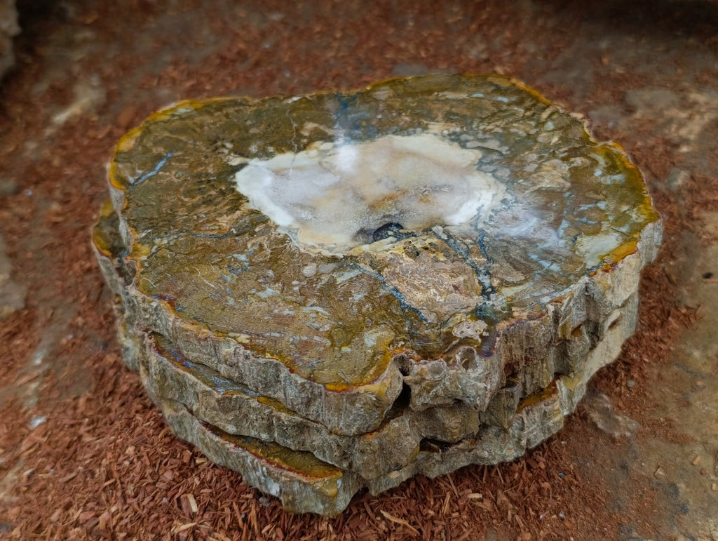 Polished Podocarpus Petrified Wood Slices x 6 From Mahajanga, Madagascar