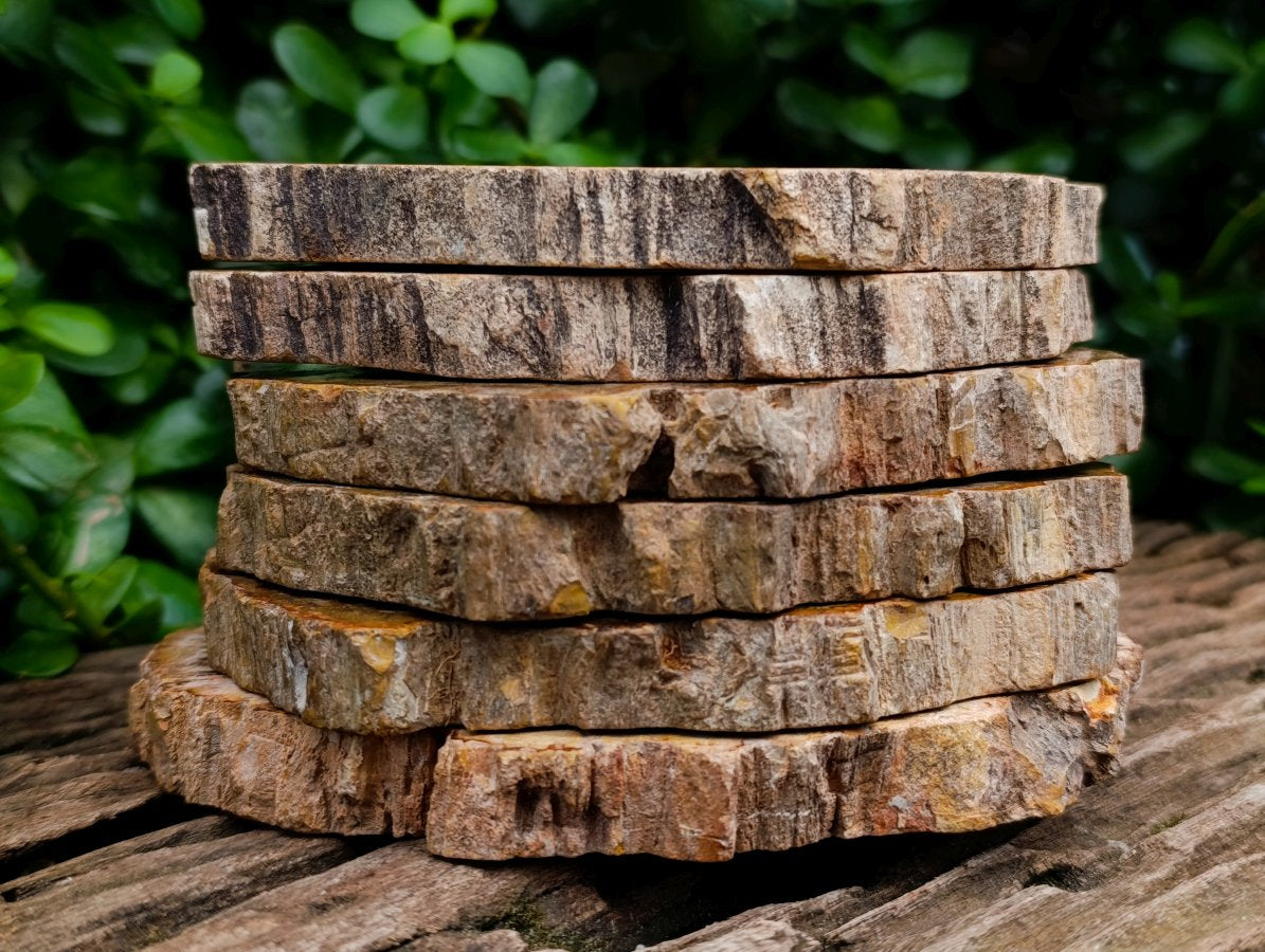 Polished Podocarpus Petrified Wood Slices x 6 From Mahajanga, Madagascar