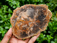 Polished Podocarpus Petrified Wood Slices x 6 From Mahajanga, Madagascar