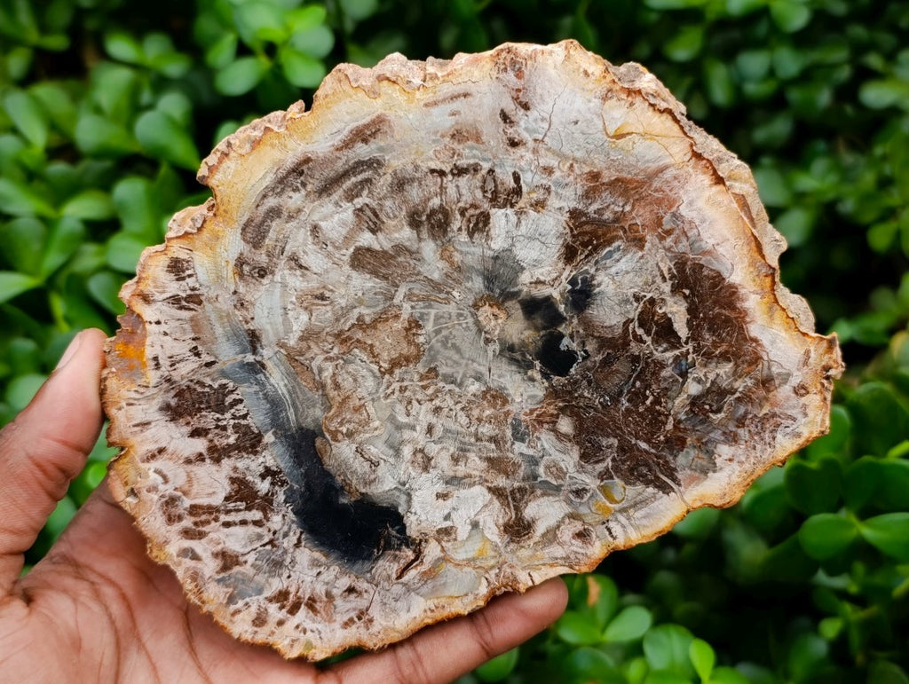 Polished Podocarpus Petrified Wood Slices x 6 From Mahajanga, Madagascar