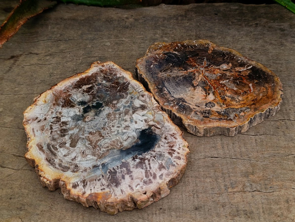 Polished Podocarpus Petrified Wood Slices x 6 From Mahajanga, Madagascar