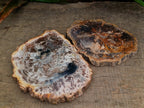 Polished Podocarpus Petrified Wood Slices x 6 From Mahajanga, Madagascar
