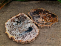 Polished Podocarpus Petrified Wood Slices x 6 From Mahajanga, Madagascar