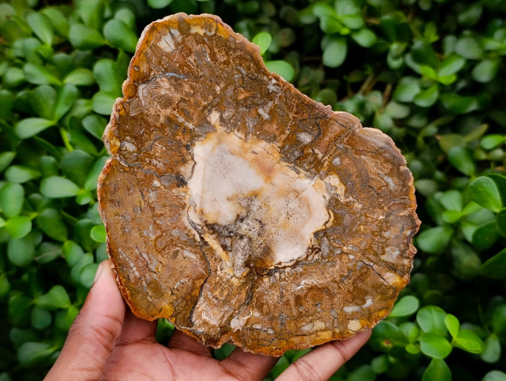 Polished Podocarpus Petrified Wood Slices x 6 From Mahajanga, Madagascar
