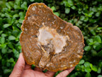 Polished Podocarpus Petrified Wood Slices x 6 From Mahajanga, Madagascar