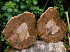 Polished Podocarpus Petrified Wood Slices x 6 From Mahajanga, Madagascar
