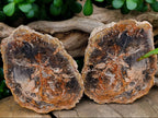 Polished Podocarpus Petrified Wood Slices x 6 From Mahajanga, Madagascar