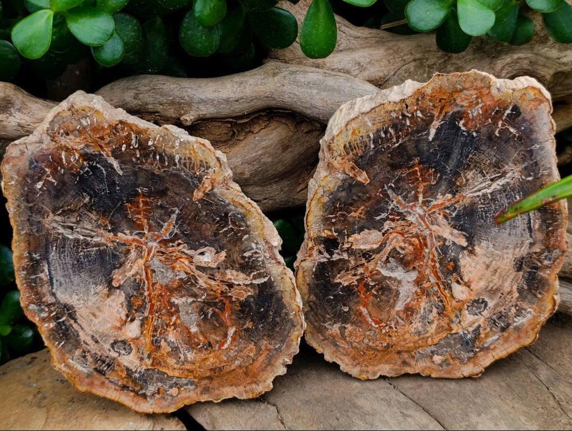 Polished Podocarpus Petrified Wood Slices x 6 From Mahajanga, Madagascar