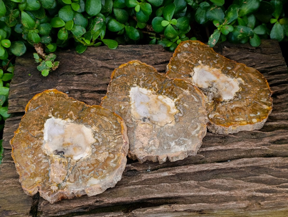 Polished Podocarpus Petrified Wood Slices x 6 From Mahajanga, Madagascar
