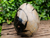 Polished Septerye Sauvage "Dragons Egg" Geode x 1 From Mahajanga, Madagascar