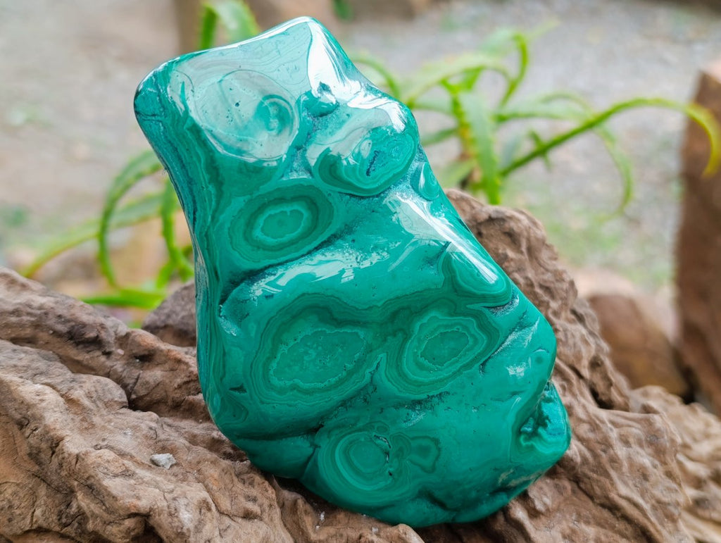 Polished Flower Banded Malachite Free Forms x 3 From Congo