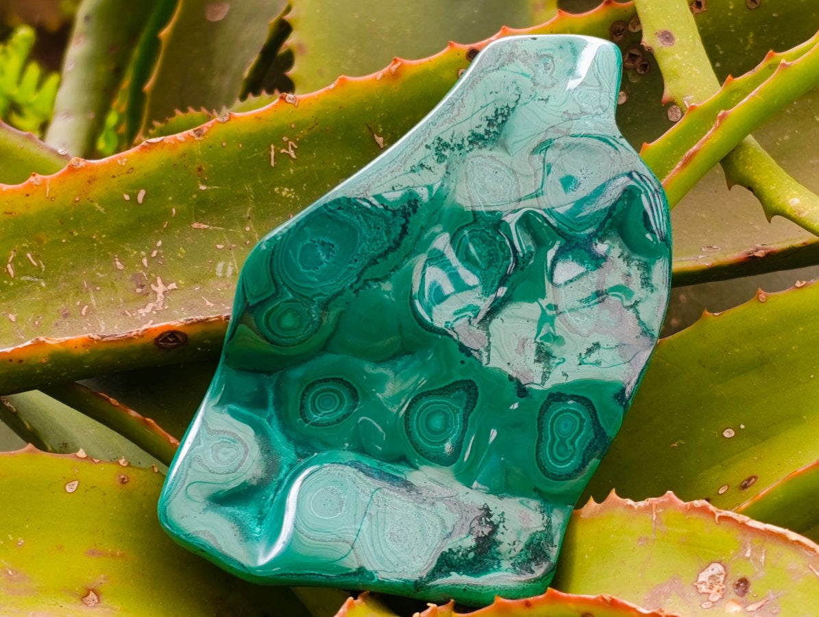 Polished Flower Banded Malachite Free Forms x 3 From Congo