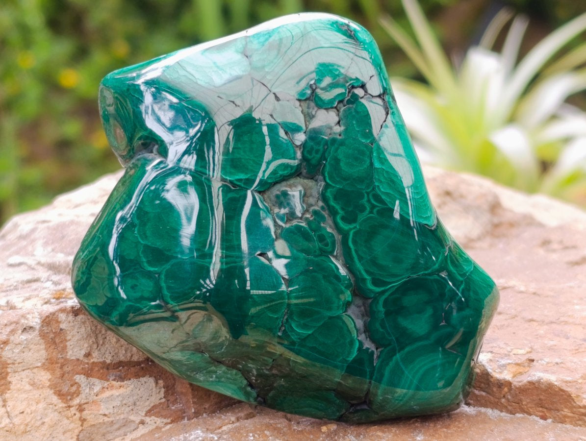 Polished Flower Banded Malachite Free Forms x 3 From Congo