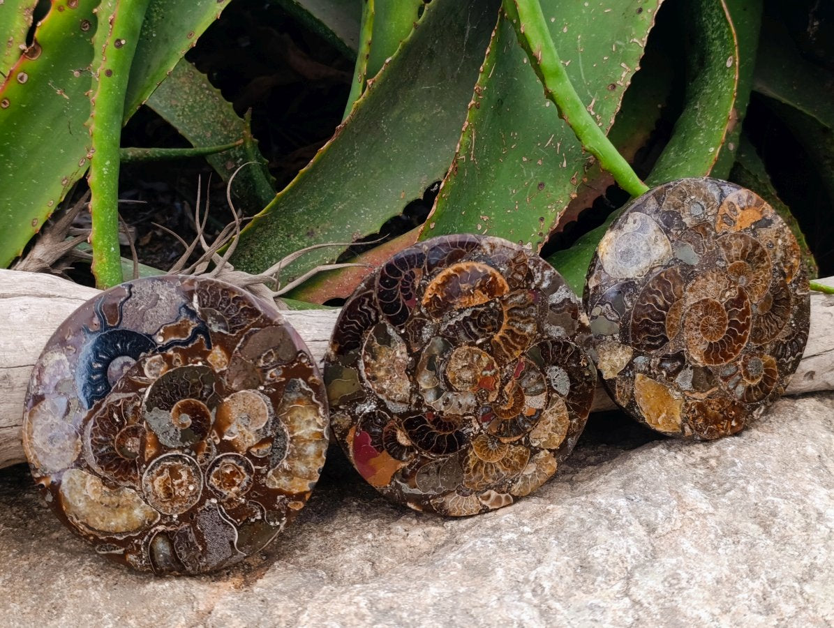 Hand Made Ammonite Conglomerate Coffee Table Coasters x 6 From Mahajanga, Madagascar