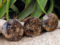 Hand Made Ammonite Conglomerate Coffee Table Coasters x 6 From Mahajanga, Madagascar