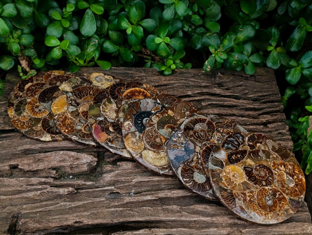 Hand Made Ammonite Conglomerate Coffee Table Coasters x 6 From Mahajanga, Madagascar