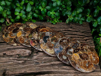 Hand Made Ammonite Conglomerate Coffee Table Coasters x 6 From Mahajanga, Madagascar