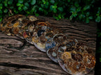 Hand Made Ammonite Conglomerate Coffee Table Coasters x 6 From Mahajanga, Madagascar
