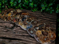 Hand Made Ammonite Conglomerate Coffee Table Coasters x 6 From Mahajanga, Madagascar