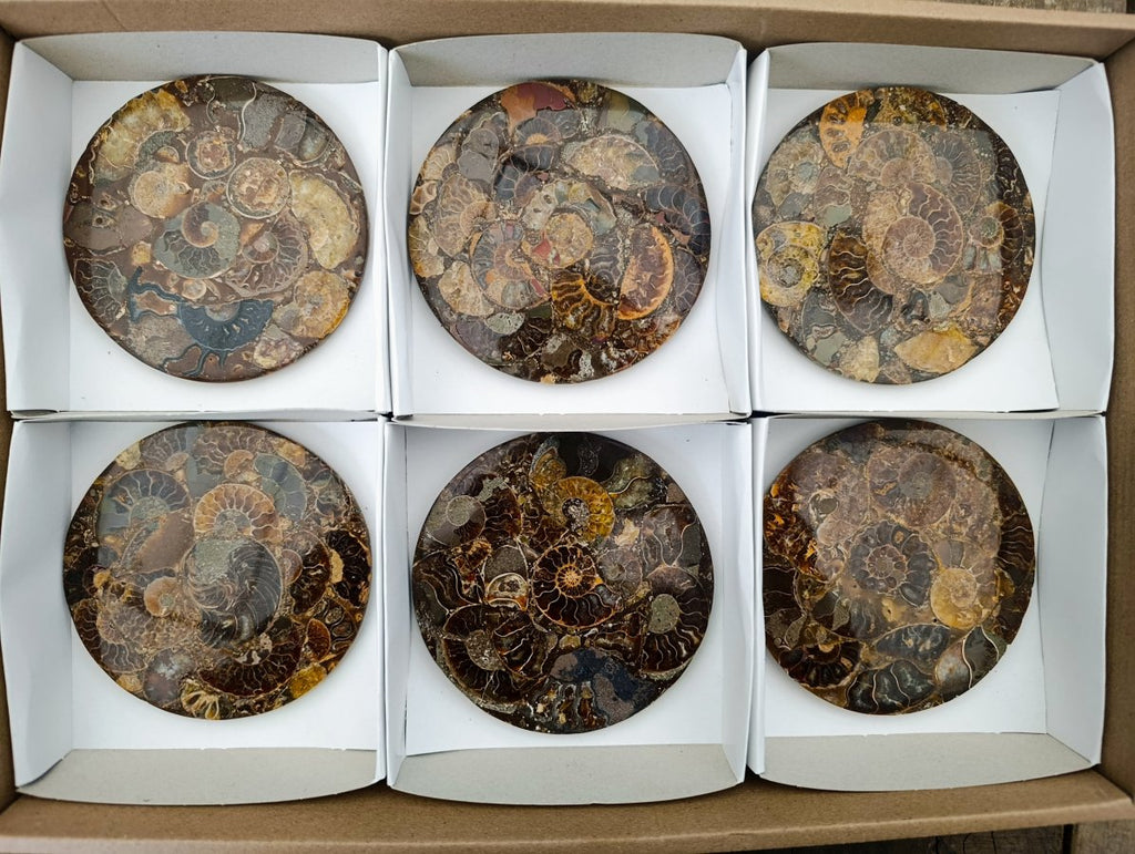 Hand Made Ammonite Conglomerate Coffee Table Coasters x 6 From Mahajanga, Madagascar