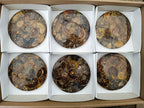 Hand Made Ammonite Conglomerate Coffee Table Coasters x 6 From Mahajanga, Madagascar
