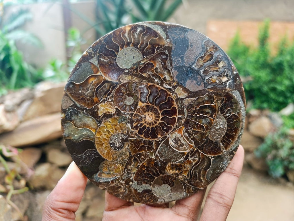 Hand Made Ammonite Conglomerate Coffee Table Coasters x 6 From Mahajanga, Madagascar