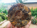 Hand Made Ammonite Conglomerate Coffee Table Coasters x 6 From Mahajanga, Madagascar