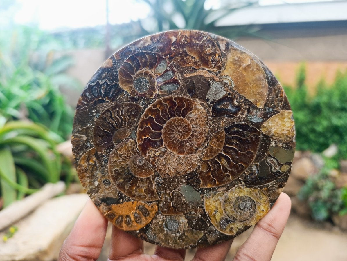 Hand Made Ammonite Conglomerate Coffee Table Coasters x 6 From Mahajanga, Madagascar