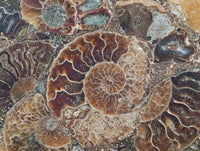 Hand Made Ammonite Conglomerate Coffee Table Coasters x 6 From Mahajanga, Madagascar