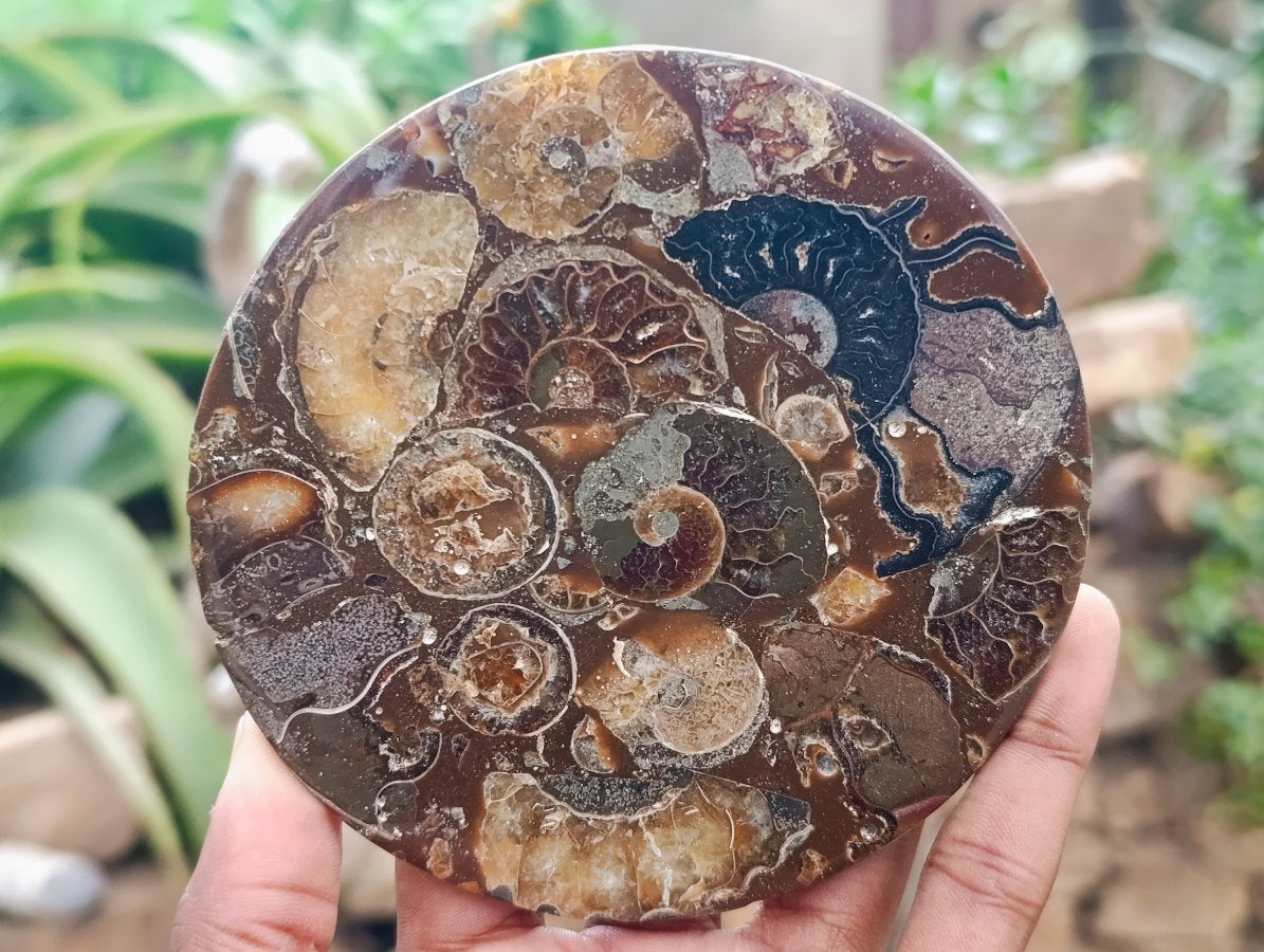 Hand Made Ammonite Conglomerate Coffee Table Coasters x 6 From Mahajanga, Madagascar