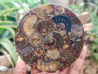 Hand Made Ammonite Conglomerate Coffee Table Coasters x 6 From Mahajanga, Madagascar