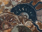 Hand Made Ammonite Conglomerate Coffee Table Coasters x 6 From Mahajanga, Madagascar