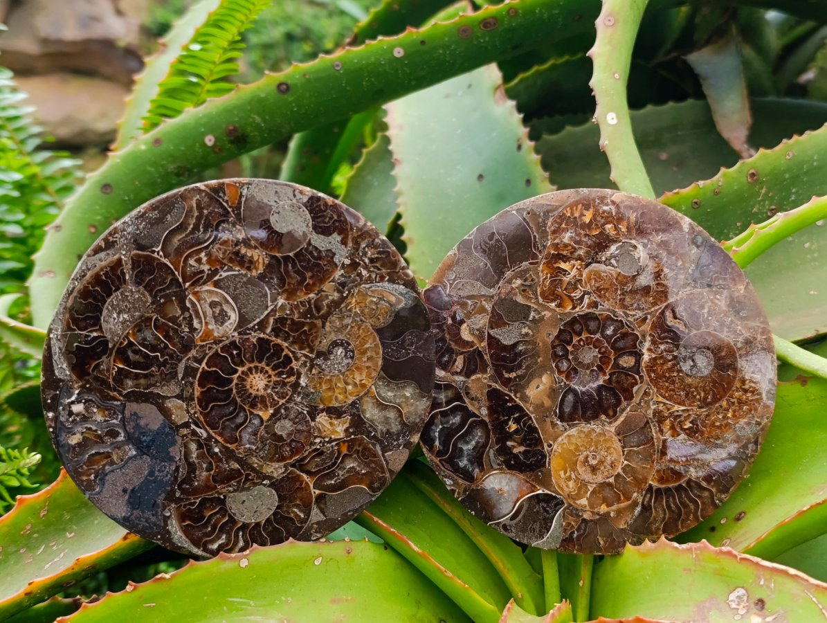 Hand Made Ammonite Conglomerate Coffee Table Coasters x 6 From Mahajanga, Madagascar