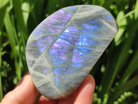 Polished Rare Purple Sunset Flash Labradorite Standing Free Forms x 6 From Madagascar