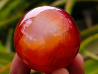 Polished Carnelian Agate Gemstone Spheres x 12 From Madagascar