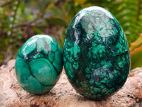 Polished Flower Banded Malachite Gemstone Eggs x 6 From Congo