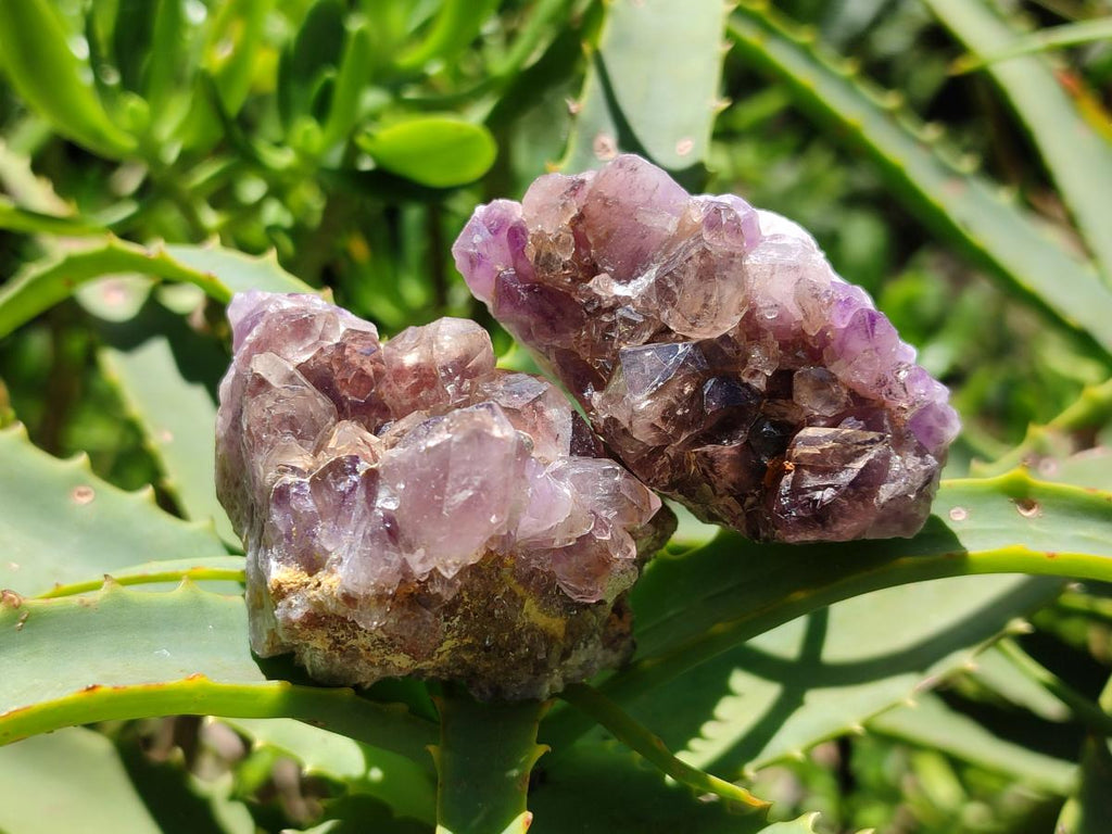 Natural Rare Asylum Quartz Clusters x 12 From Luena, Congo