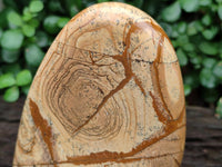 Polished Picture Stone Jasper Standing Free Forms x 2 From Ais-Ais, Namibia