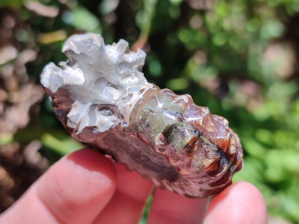 Polished Douvilleiceras Ammonite Fossils x 6 From Maintirano, Madagascar