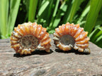Polished Douvilleiceras Ammonite Fossils x 6 From Maintirano, Madagascar